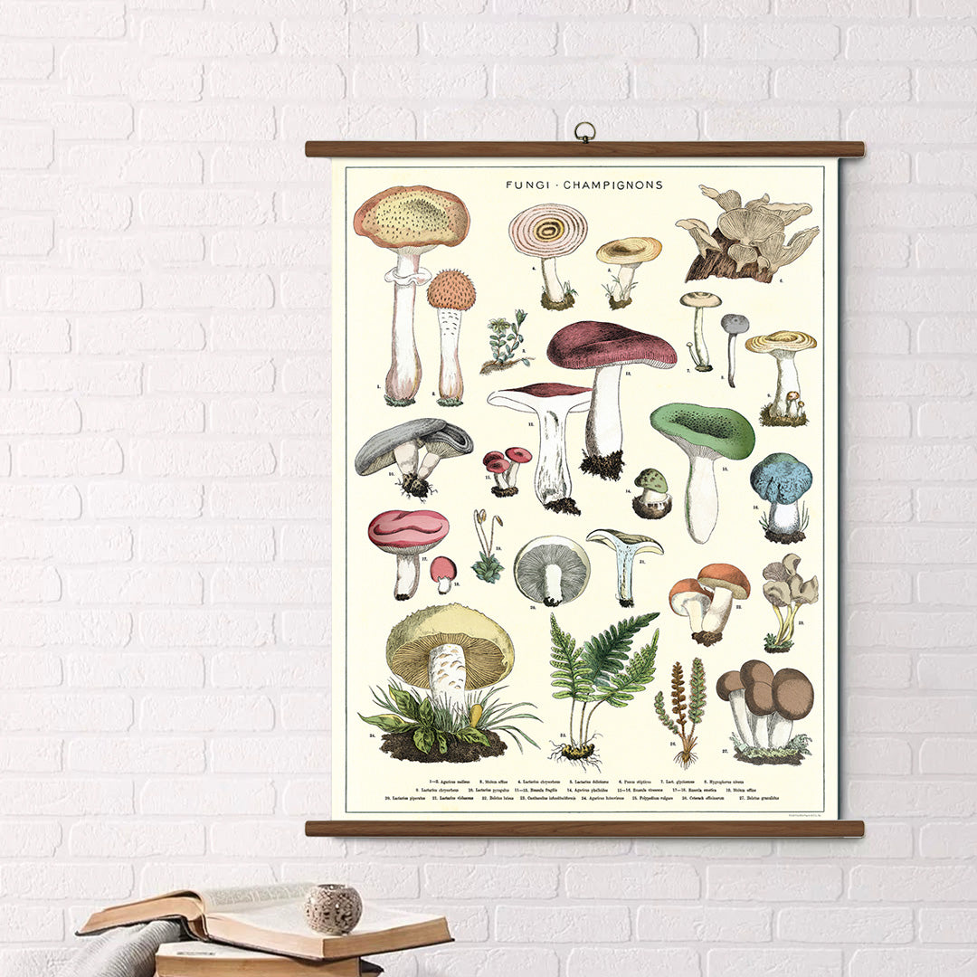 Cavallini Vintage Design School Chart - Mushroom