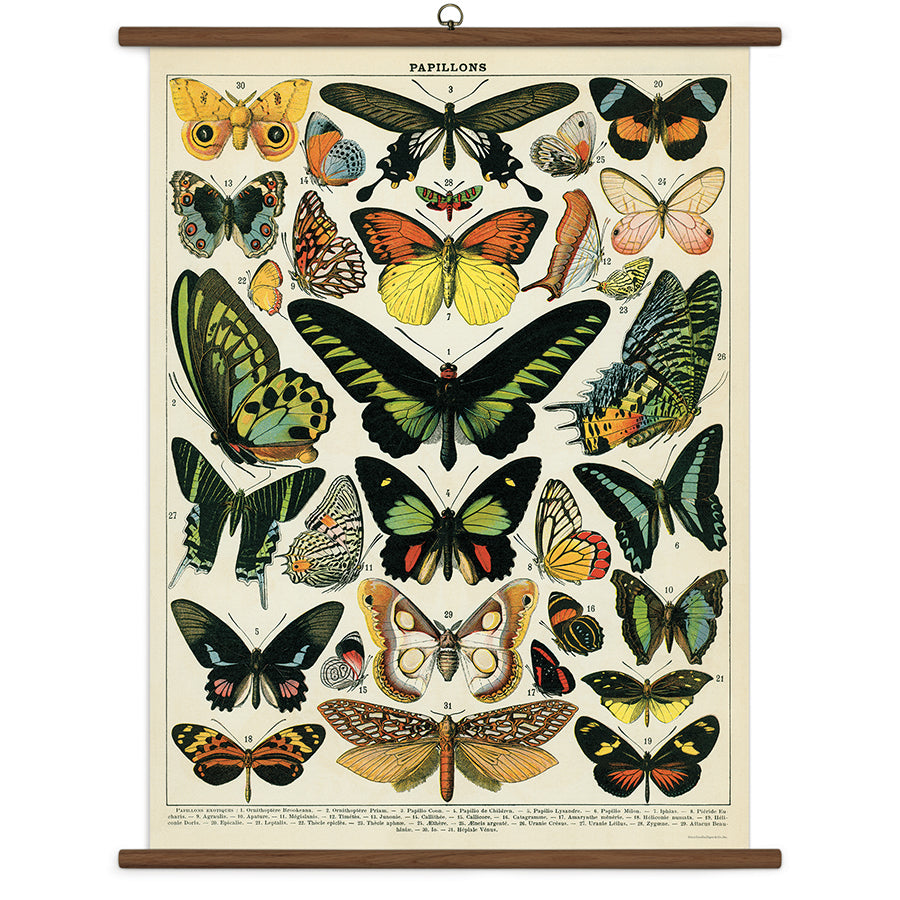 Cavallini Vintage Design School Chart - Butterflies