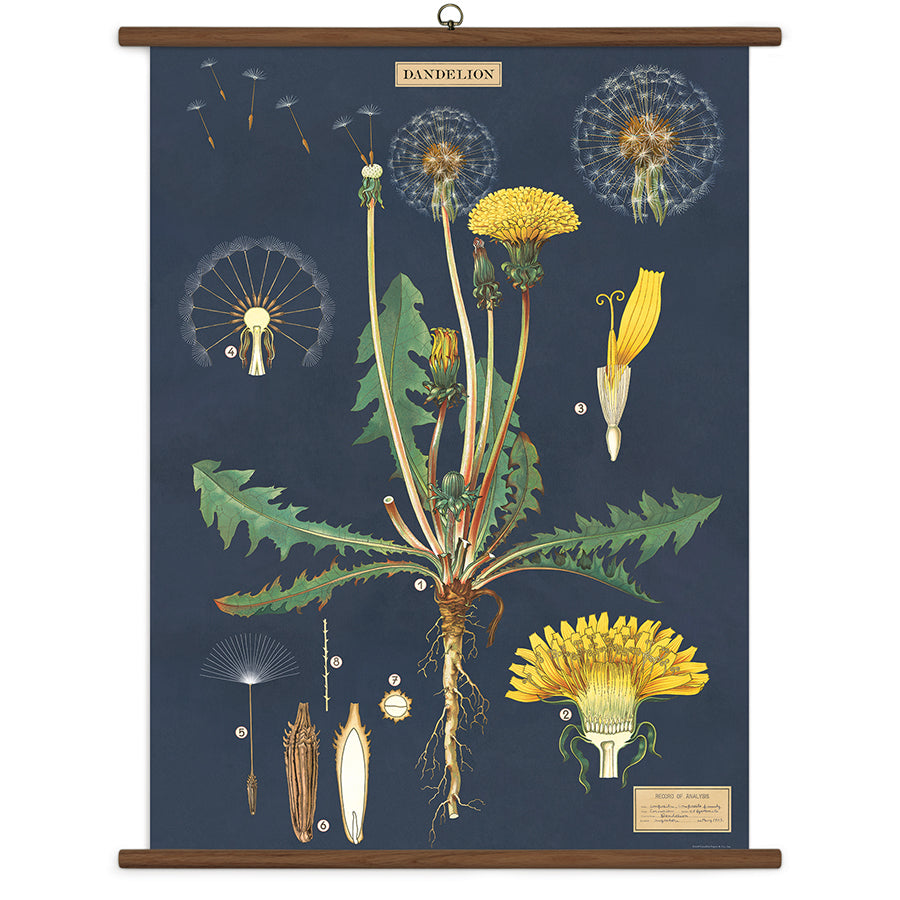 Cavallini Vintage Design School Chart - Dandelion