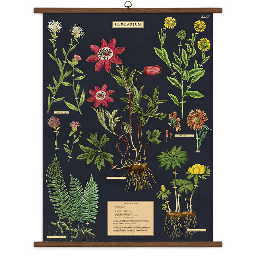 Cavallini Vintage Design School Chart - Herbarium