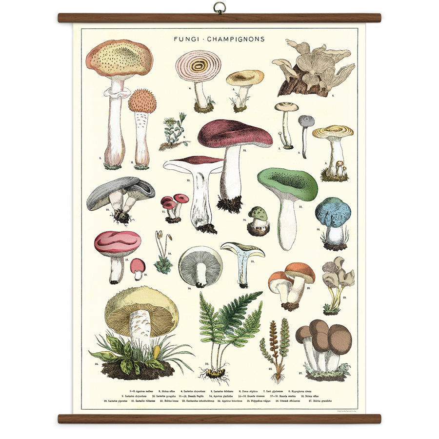 Cavallini Vintage Design School Chart - Mushroom