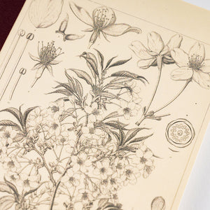 Hobonichi Accessories: A5 Graph Notebook - Tomitaro Makino Yamazakura