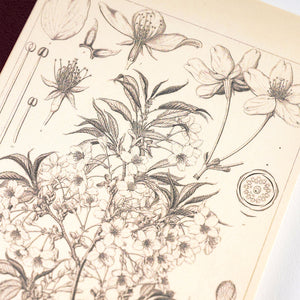 Hobonichi Accessories: A6 Graph Notebook - Tomitaro Makino Yamazakura